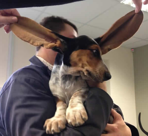 dog big ears melton vets