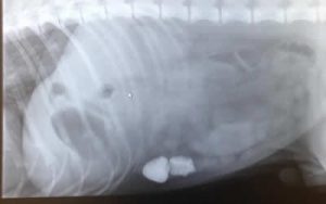 x-ray dog's abdomen Melton vets