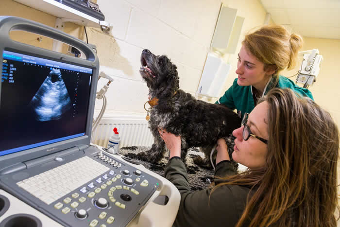 Charlotte ultrasounds a dog at Melton Vets
