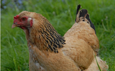 Reduce the risk of Avian Flu before the autumn migration