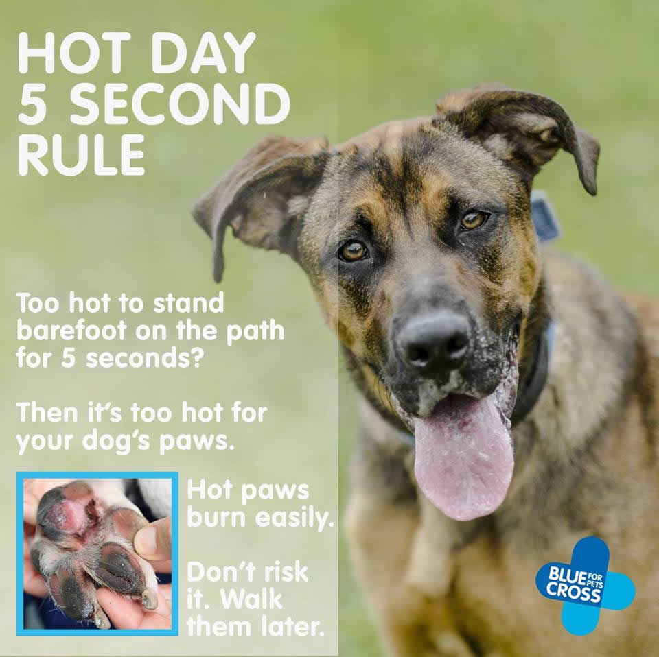 Blue Cross warning for dogs getting too hot in summer