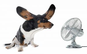 dog with big ears and fan