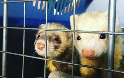 All about Ferrets